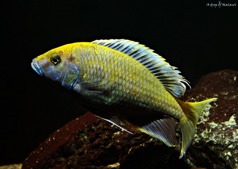 Nimbochromis venustus